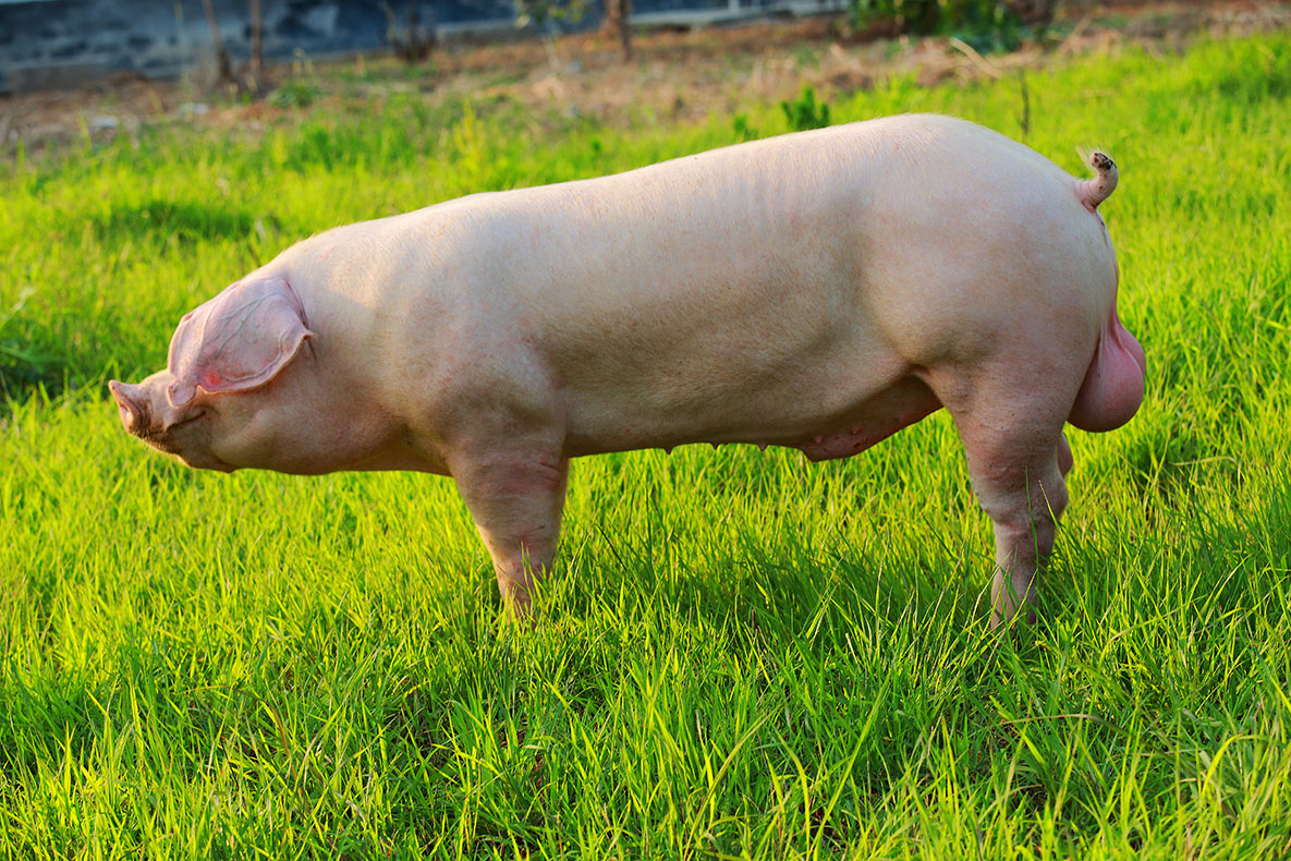 300 多张免费的“公猪”和“猪”照片 - Pixabay